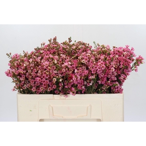 Chamelaucium Sarah's Delight