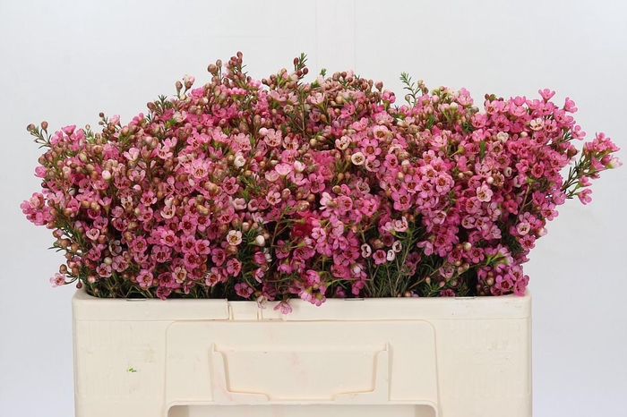 <h4>Chamelaucium Sarah's Delight</h4>