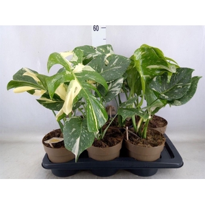 Monstera delic. 'Thai Constellatio'