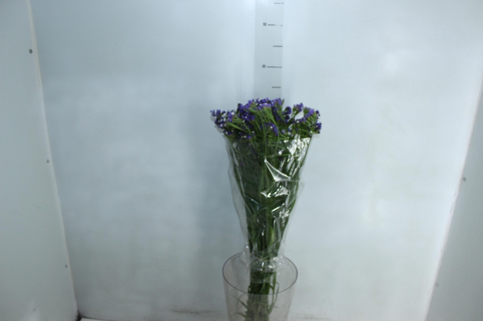 <h4>STATICE SINZII BLUE 080 CM</h4>