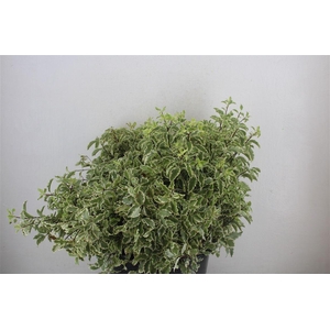 Pitto Nigra 150gr P Bunch