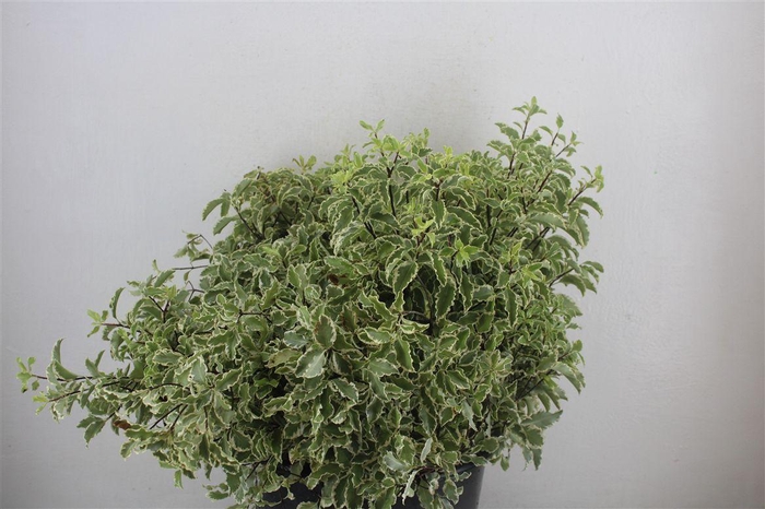 <h4>Pitto Nigra 150gr P Bunch</h4>