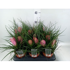 Tillandsia cyanea 'Anita'