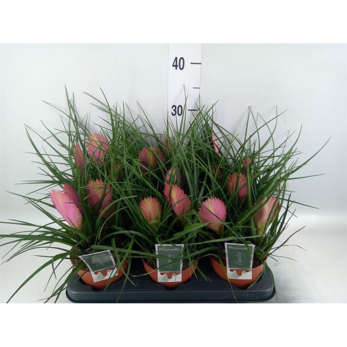 <h4>Tillandsia cyanea 'Anita'</h4>