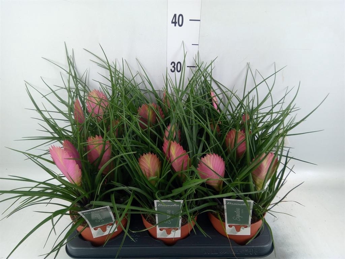 <h4>Tillandsia cyanea 'Anita'</h4>