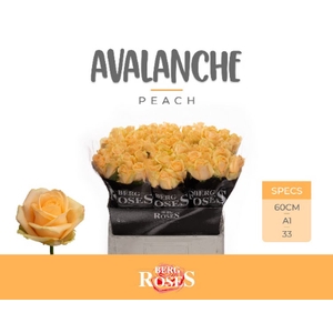 R Gr Avalanche Peach