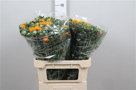 <h4>Carth T Zanzibar</h4>