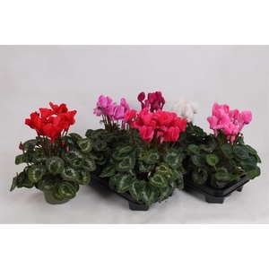 Cyclamen SS Leopardo 13Ø 35cm