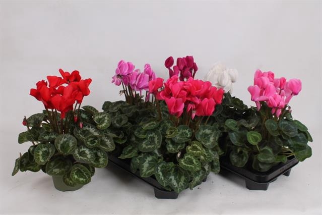 Cyclamen SS Leopardo 13Ø 35cm