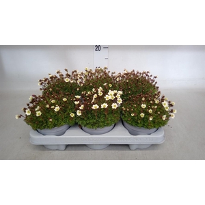 Saxifraga arend.