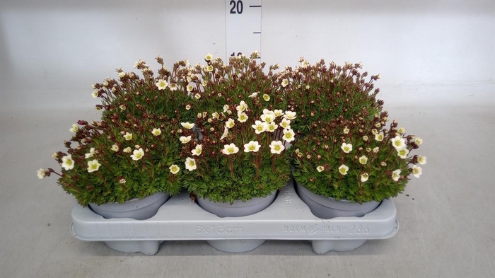 <h4>Saxifraga arend.</h4>