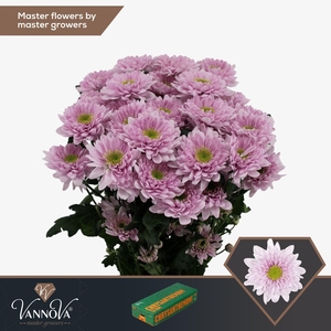 Chr T Commander Pink