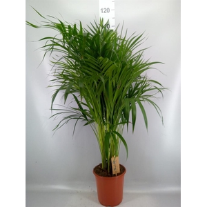 Dypsis lutescens   ...Chrysalidoca