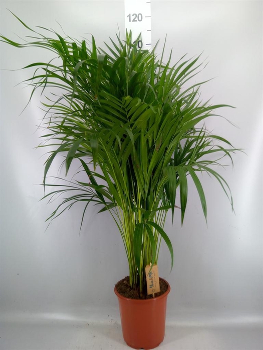 <h4>Dypsis lutescens   ...Chrysalidoca</h4>