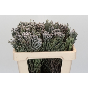 Kaaps Groen Silver Brunia