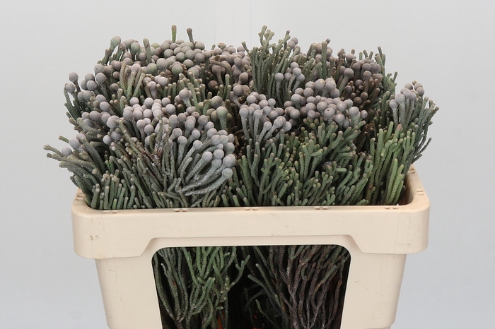 <h4>Kaaps Groen Silver Brunia</h4>