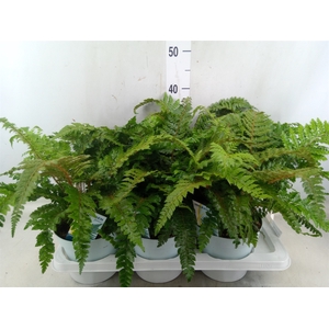Polystichum polyblepharum