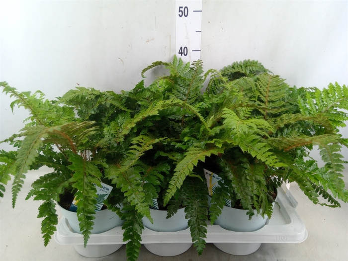 <h4>Polystichum polyblepharum</h4>