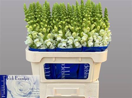 <h4>Antir Antibes White</h4>