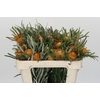 Banksia Dryandra