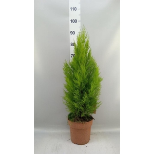 Cupressus macro. 'Goldcrest Wilma'