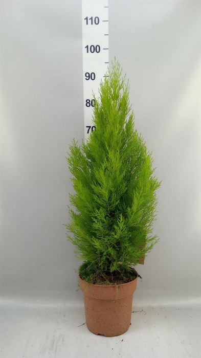 <h4>Cupressus macro. 'Goldcrest Wilma'</h4>