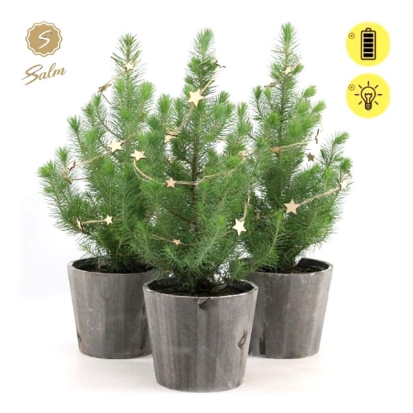 <h4>Pinus pinea 'Silver Crest' P17 in Wood + Starlight</h4>