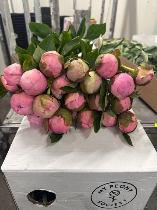 <h4>Paeonia Angel Cheeks</h4>