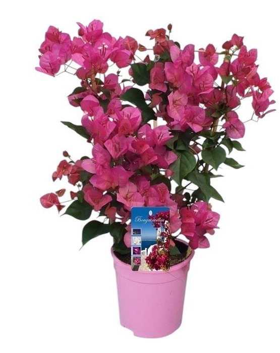 <h4>Bougainvillea Dania</h4>