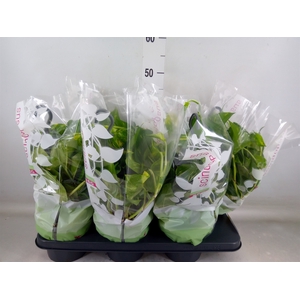 Epipremnum pinn.   HG