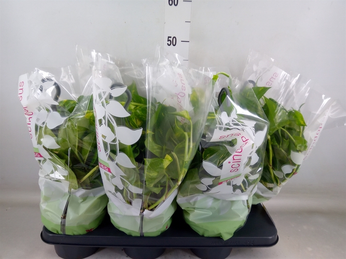 <h4>Epipremnum pinn.   HG</h4>