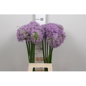 Allium Globemaster