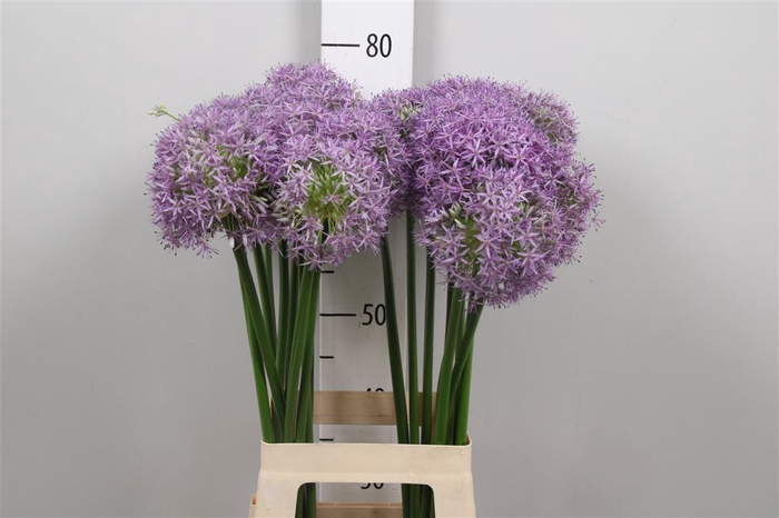 <h4>Allium Globemaster</h4>
