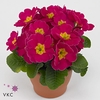 Primula rose 10,5