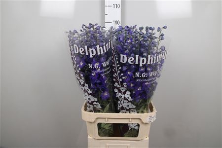 <h4>Delph Du Dewi D.blue Smile</h4>