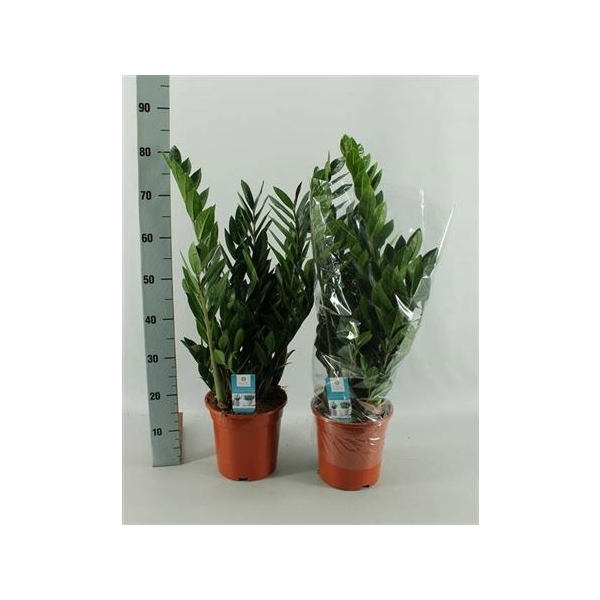 <h4>Zamio Zamiifolia 12+</h4>