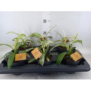 Spathiphyllum  'Vivaldi'