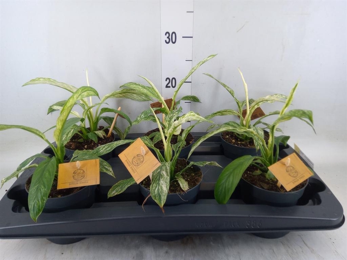 <h4>Spathiphyllum  'Vivaldi'</h4>