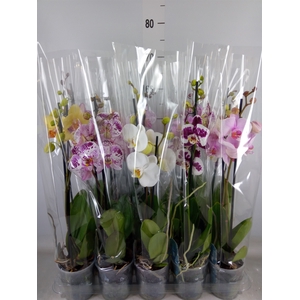 Phalaenopsis   ...mix  5