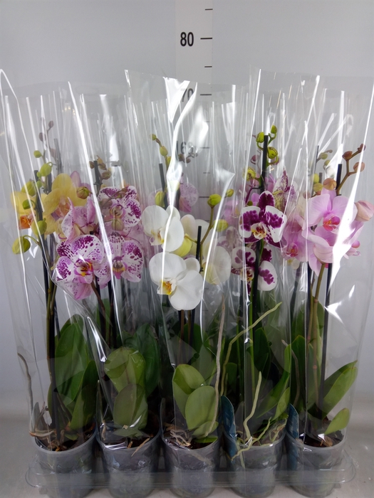 <h4>Phalaenopsis   ...mix  5</h4>