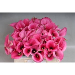 Calla Call Extase