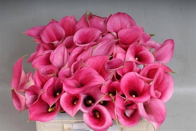 <h4>Calla Call Extase</h4>