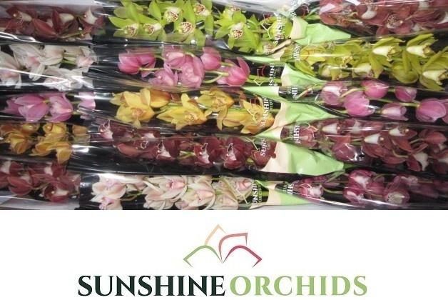 <h4>CYMB MI GEM</h4>