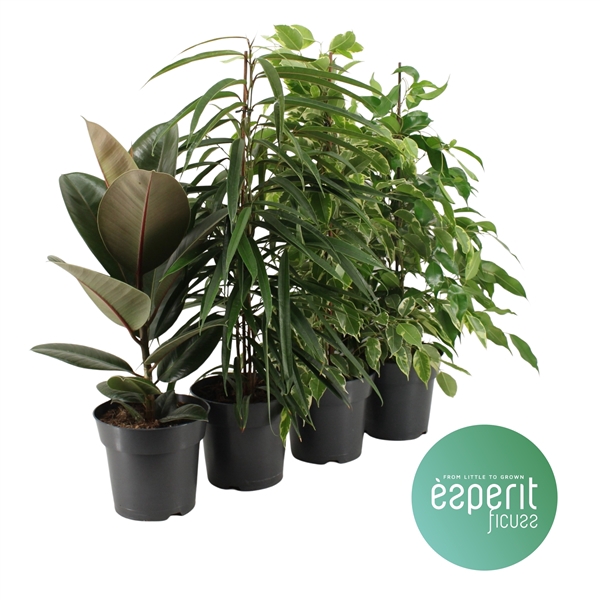 <h4>Ficus Ficuss Mix 3-4 srt.</h4>