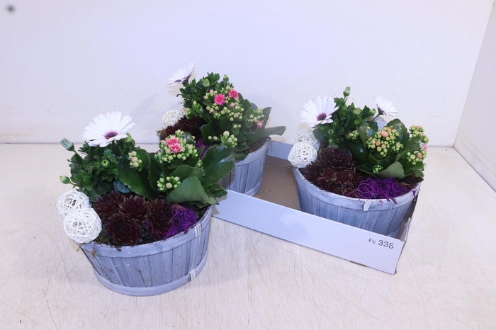 <h4>ARR TUINPLANTEN</h4>