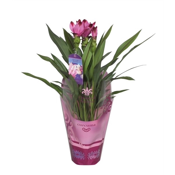 <h4>Curcuma Splash in potcover</h4>