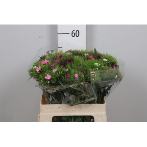 Di Barb S W Gem Fust