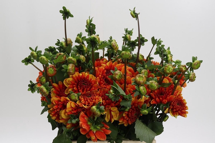Dahlia American Sunset