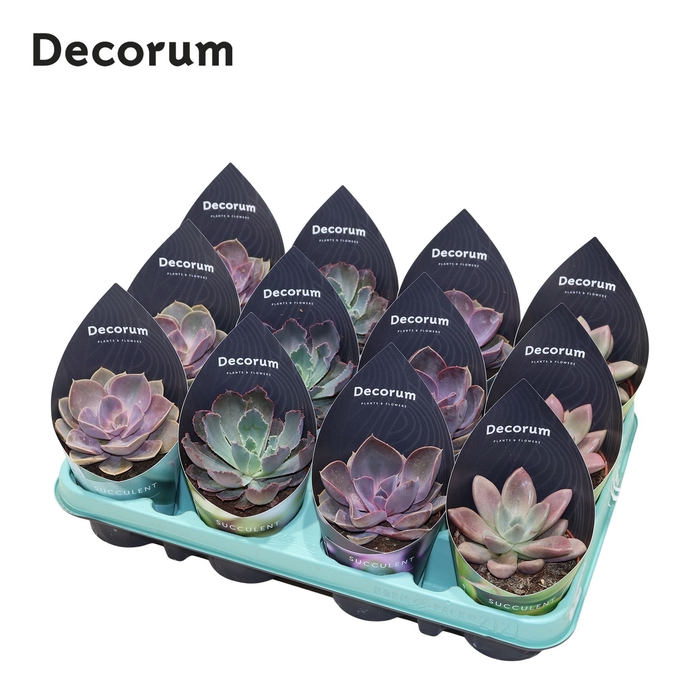 Echeveria Pink Mix (4spc.) (decorum) Decorum Potcover