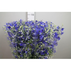 Delph En Volkerfrieden